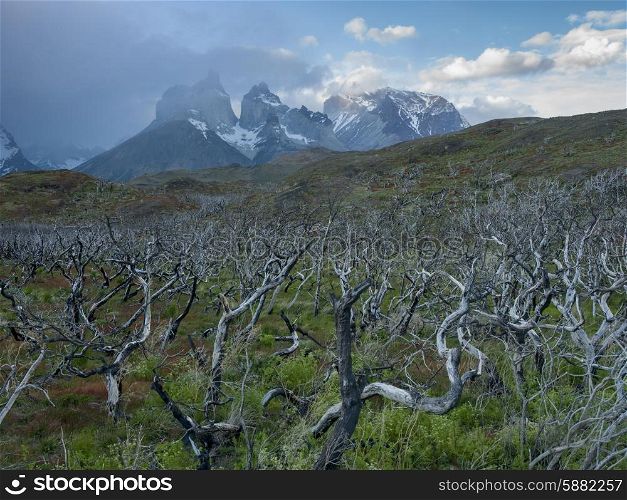 View of trees with mountains in the background, Torres del Paine National Park, Patagonia, Chile