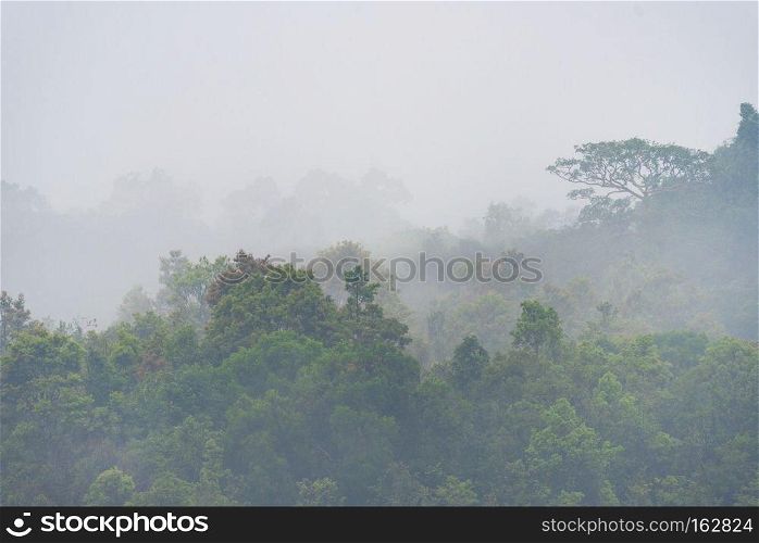 view of tropical forest, Khao Yai National Park, Thailand
