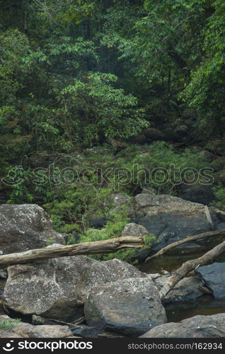 view of tropical forest, Thailand