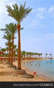 View of tropical resort with palm trees sand and sandy beach. Paradise rest on seashore of Red sea. Tropical resort. Vacations concept. View with people relaxing on beach with palm trees and sea. Tropical resort. View with people relaxing on beach with palm trees and sea
