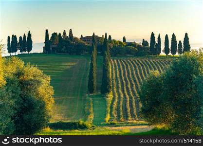 View of typical Italian farm on the hill at hilly Tuscany in Valdorcia Italy in the summer morning with the line of Cypresses, green field and cultivated area