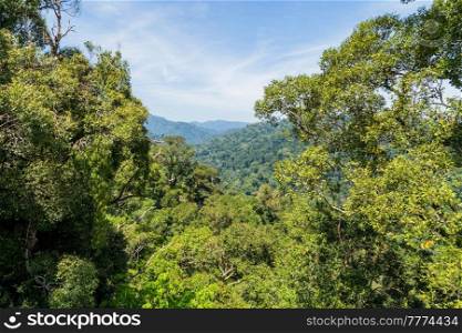 View of Ulu Temburong National Park or fathul park, in Temburong District in eastern Brunei from canopy walkway