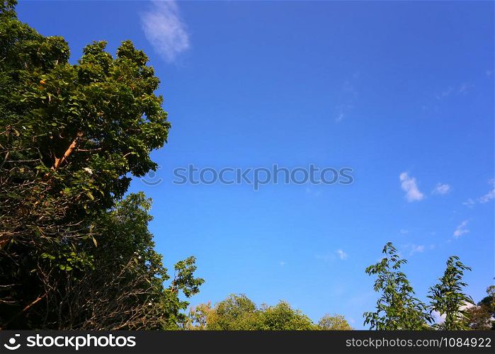 View of under the trees and blue sky background and have copy space for design in your work.