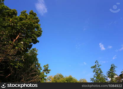 View of under the trees and blue sky background and have copy space for design in your work.