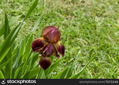 View of variegated claret and yellow iris flower blooming in springtime, Sofia, Bulgaria