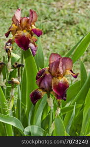 View of variegated claret and yellow iris flower blooming in springtime, Sofia, Bulgaria