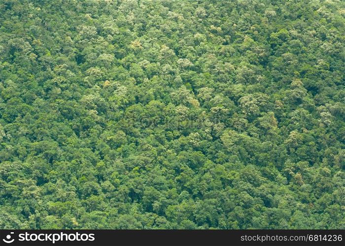 View of Vietnamese rainforrest (green jungle) on mountainside