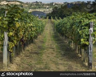 View of vines in vineyard with town in background, Chianti, Tuscany, Italy