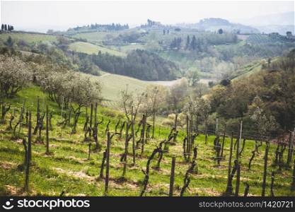 view of vineyard at the Toscana with the cypresses at the background