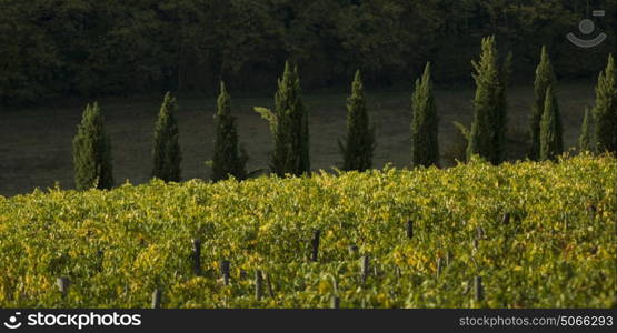 View of Vineyard, Tuscany, Italy