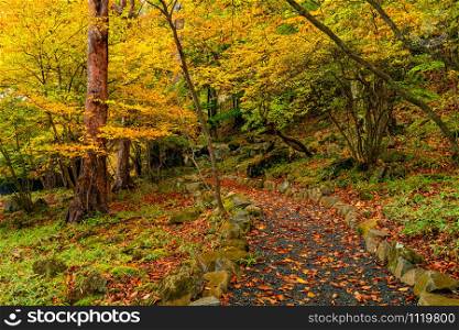 View of walking trail on the shore of Lake Chuzenji passing the colorful foliage of autumn season forest at Nikko City in Tochigi Prefecture, Japan.