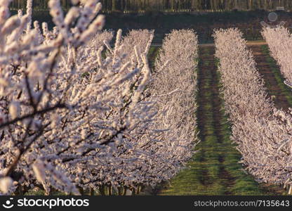 View of white peach tree in bloom. White and pink delicate flowers. Pink and fresh tones on a natural background. Aitona. Landscape. Close up