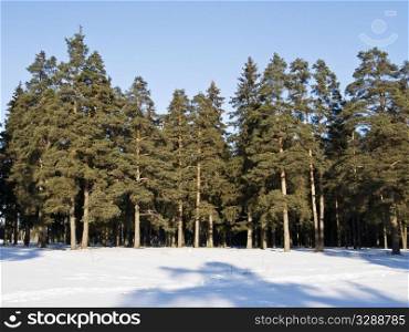 View of winter coniferous forest, middle Russia