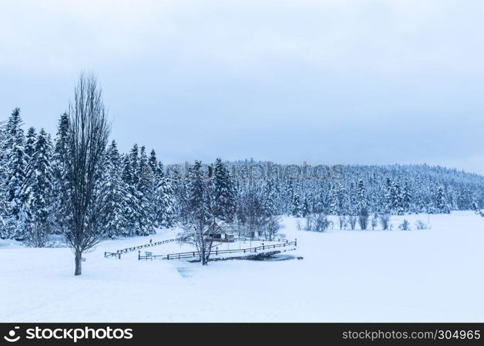 View of Winter frozen lake with pine forest at a cloudy dull day. View of Winter frozen lake with pine forest