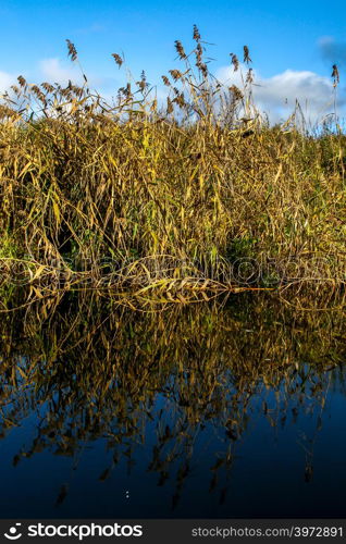 View on autumn landscape of river and grass in sunny day. Grass on river coast in autumn day. Reflection of autumn grass and sky in water. Autumn in Latvia. Autumn landscape with yellow grass and river.