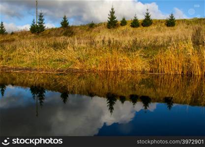 View on autumn landscape of river and trees in sunny day. Spruce trees on river coast in autumn day. Reflection of fir trees in water. Autumn in Latvia. Autumn landscape with colorful trees, yellow grass and river.