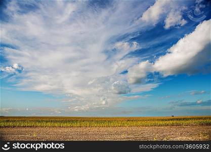 view on corn field