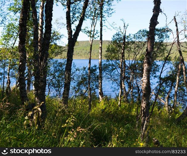 View on forest lake background. View on forest lake background hd