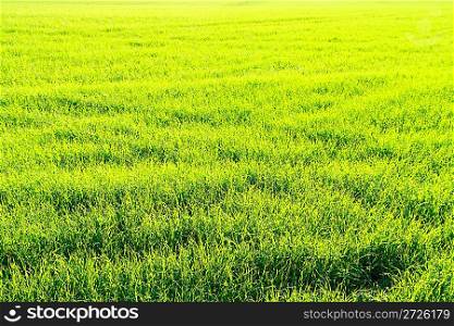 view on green field with wheat only