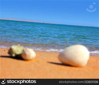 view on sea with defocused seashells on beach