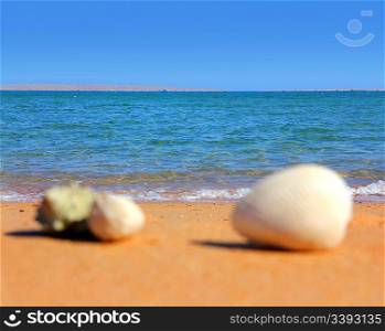 view on sea with defocused seashells on beach