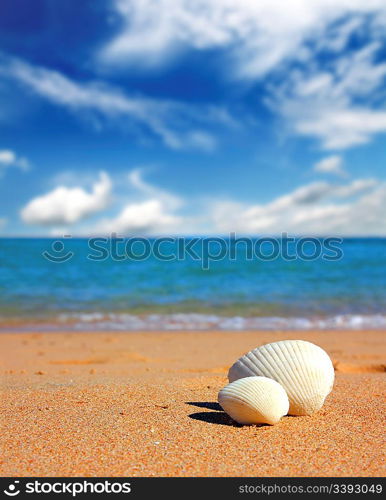 view on seashells on beach near sea