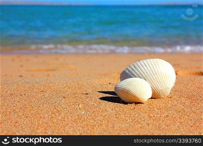 view on seashells on beach near sea