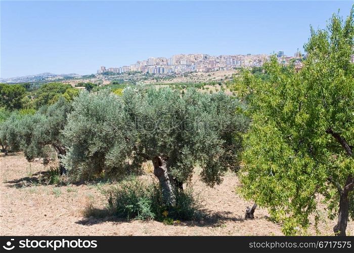 view on town Agrigento through olive and peach garden, Sicily