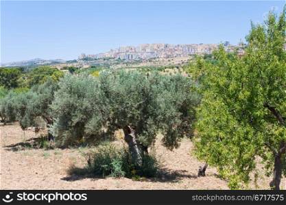 view on town Agrigento through olive and peach garden, Sicily