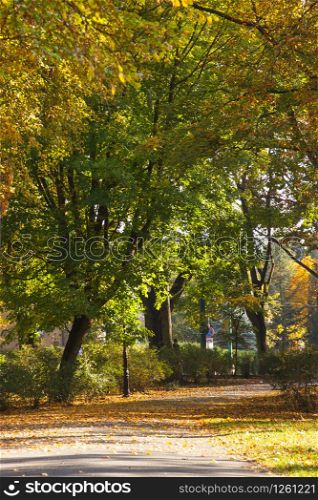 View on trail or footpath for relaxation in autumnal park. Footpath or trail for relaxation in autumnal park