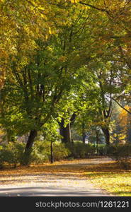 View on trail or footpath for relaxation in autumnal park. Footpath or trail for relaxation in autumnal park