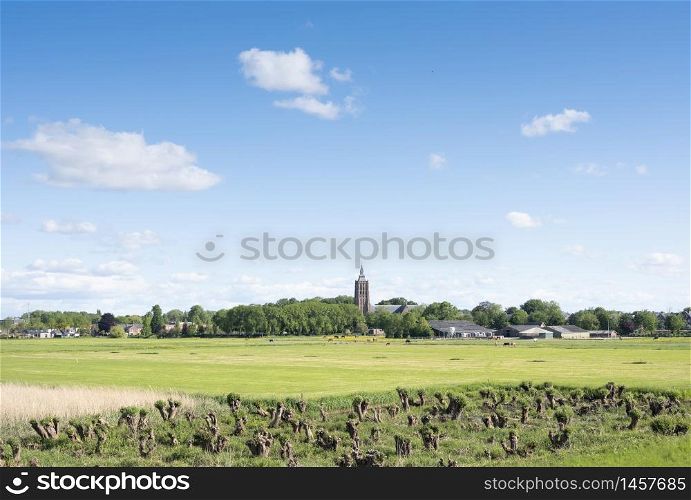 view on village of asperen and old willow trees plus green meadows and horses in centre of holland with blue sky in spring