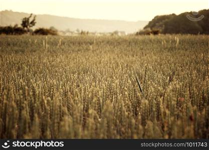 View over a wheat field in the evening, on the horizon you can see hills and trees.. View over a wheat field , vintage style