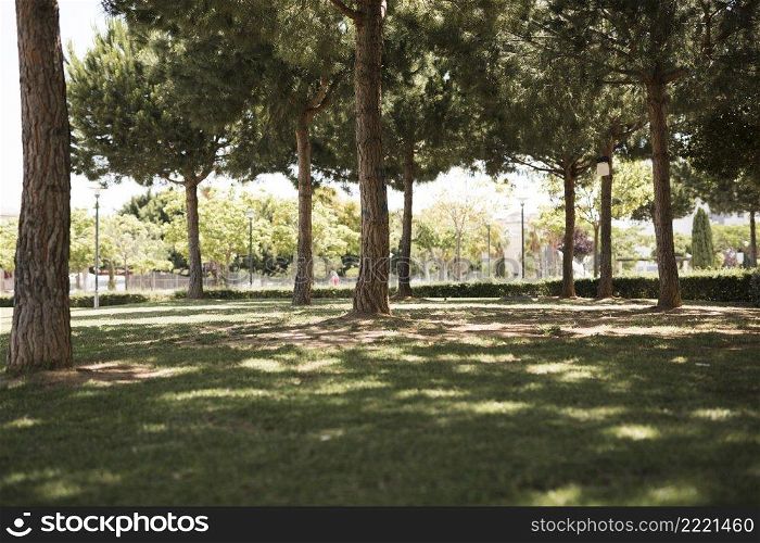 view pine urban park