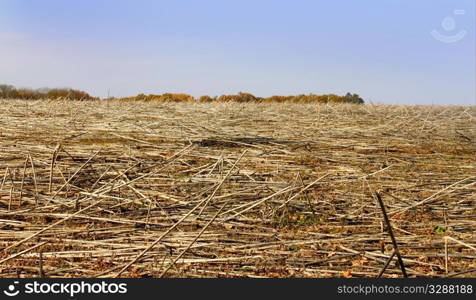 View sunflower fields after harvest. Late autumn