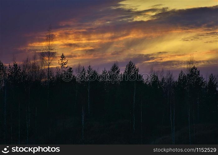 View to silhouettes of the birch trees against golden and purple sky with dramatic clouds lit by beautiful autumn sunset over the forest