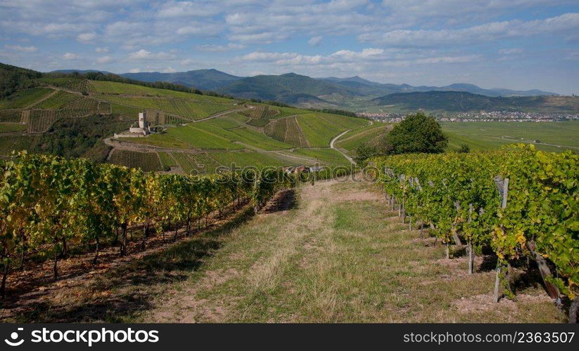 View to the vineyards of Alsace in France