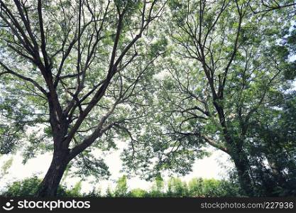 View under big tree in the garden for design in your work nature concept.
