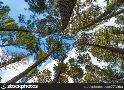 view under of pine. in nature is under pine in summer season.