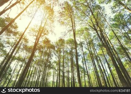 View up of trees in forest with sunlight. Travel background. Environment on earth.