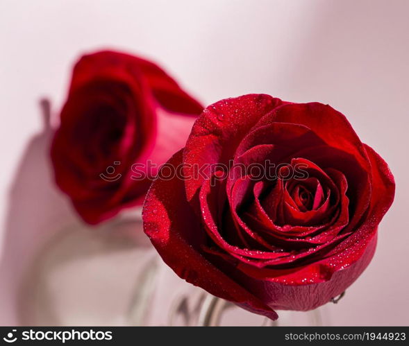 view valentine s day concept with roses. High resolution photo. view valentine s day concept with roses