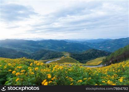 Viewpoint flowers and mountains.road curves up the mountain. flowers blooming along the way.