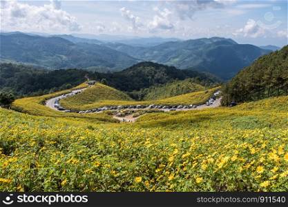 Viewpoint of the Mexican sunflower field with the traveler which located on the high mountain,northern of Thailand.