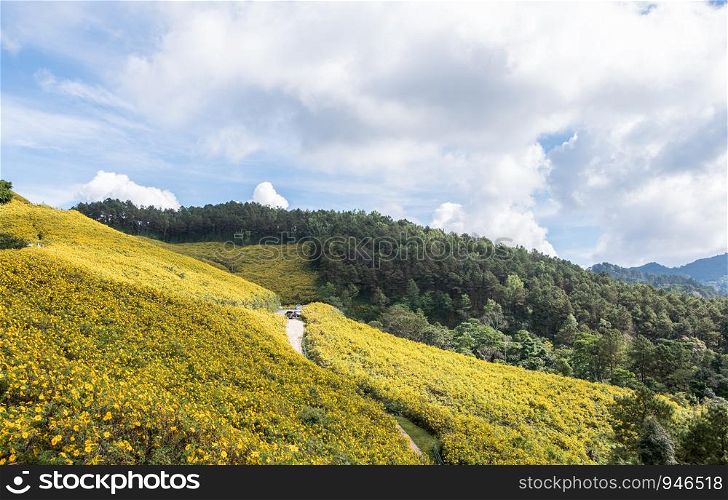 Viewpoint of the Mexican sunflower(tree marigold) field which located on the high mountain in the northern of Thailand.