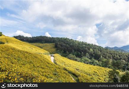 Viewpoint of the Mexican sunflower(tree marigold) field which located on the high mountain in the northern of Thailand.