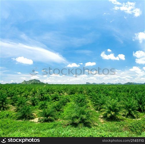 Views of palm oil plantations. Palm oil plantations