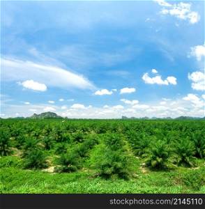 Views of palm oil plantations. Palm oil plantations