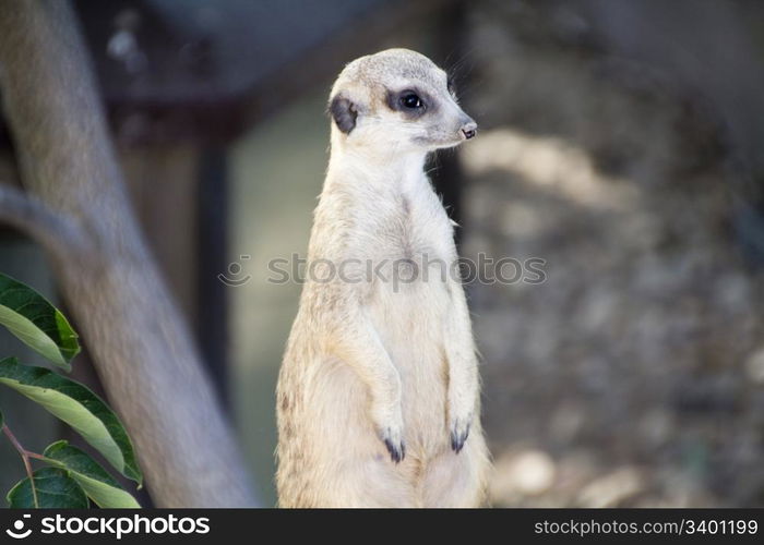 vigilant meerkat