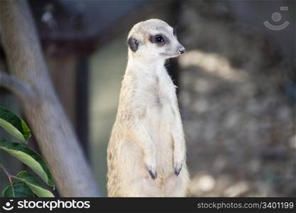 vigilant meerkat