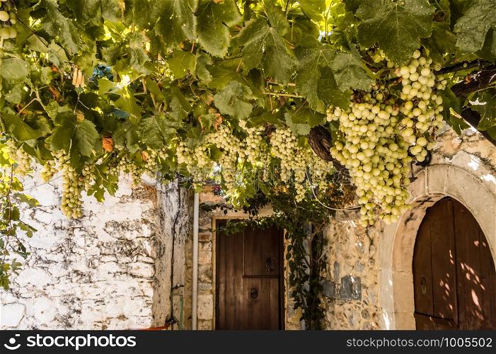 Vigne of white grapes suspended on a pergola near a restaurant on the island of crete in greece